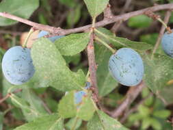 Image of Blackthorn