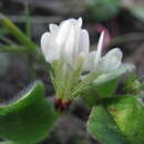 Image of Trifolium subterraneum subsp. subterraneum