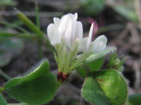 Imagem de Trifolium subterraneum subsp. subterraneum