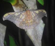 Image of Antheraea frithi Moore 1858