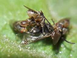 Image of Lineated Margined-Stingless bee