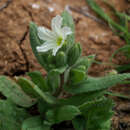 Nonea philistaea Boiss.的圖片