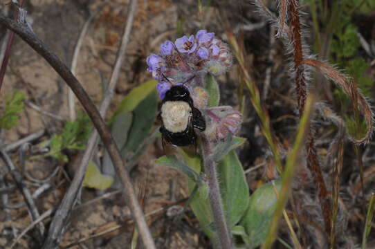 Imagem de Centris cineraria Smith 1854