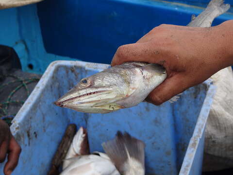 Image of Lance lizardfish