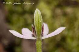 Image de Caladenia variegata Colenso