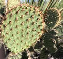 Opuntia strigil Engelm. resmi