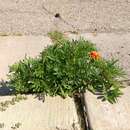 Image of Tagetes erecta L.