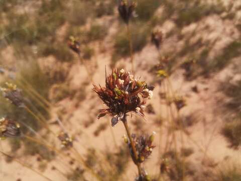 Слика од Bobartia rufa Strid