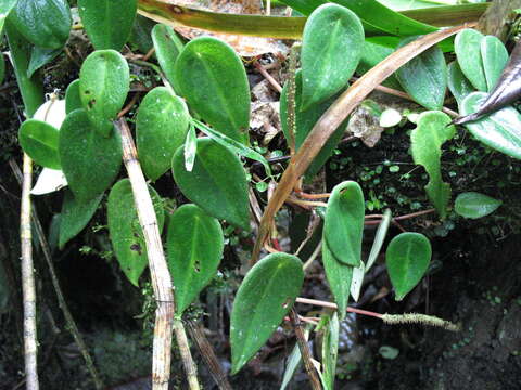 Image of Peperomia eburnea Linden ex Sodiro