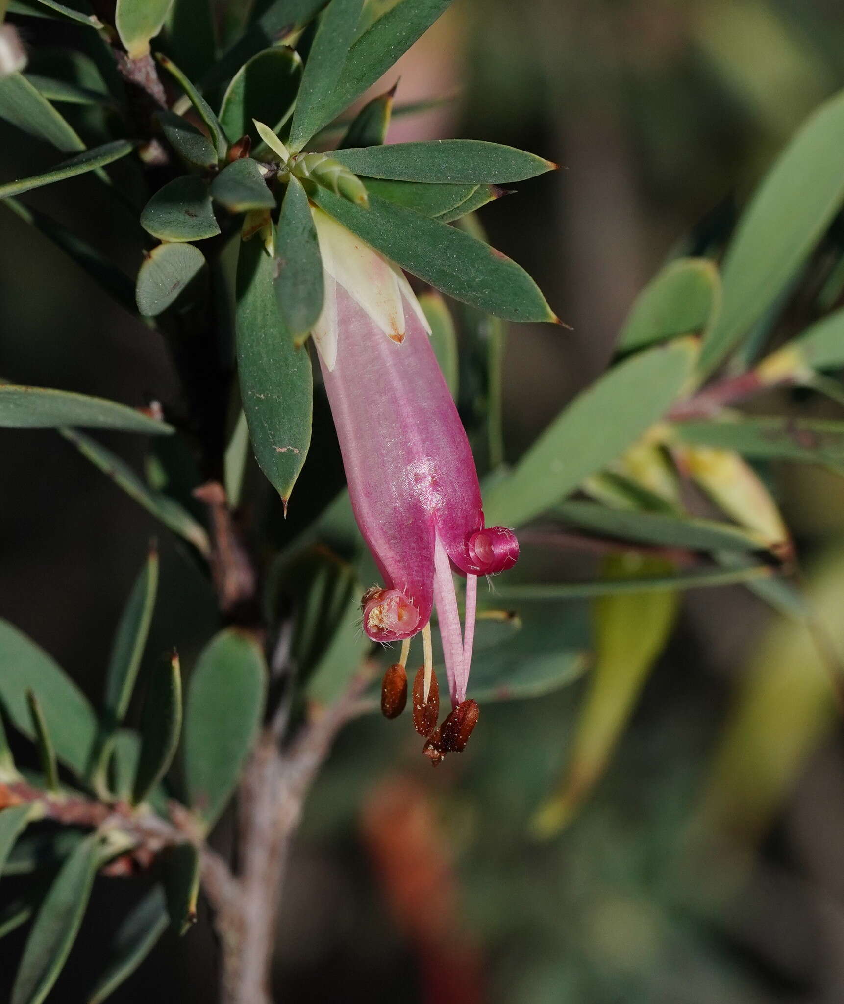 Image of Styphelia triflora Andr.