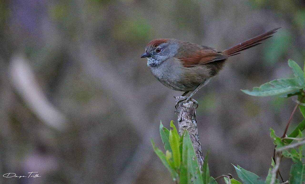 Image of Sooty-fronted Spinetail