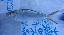 Image of Atlantic Thread Herring