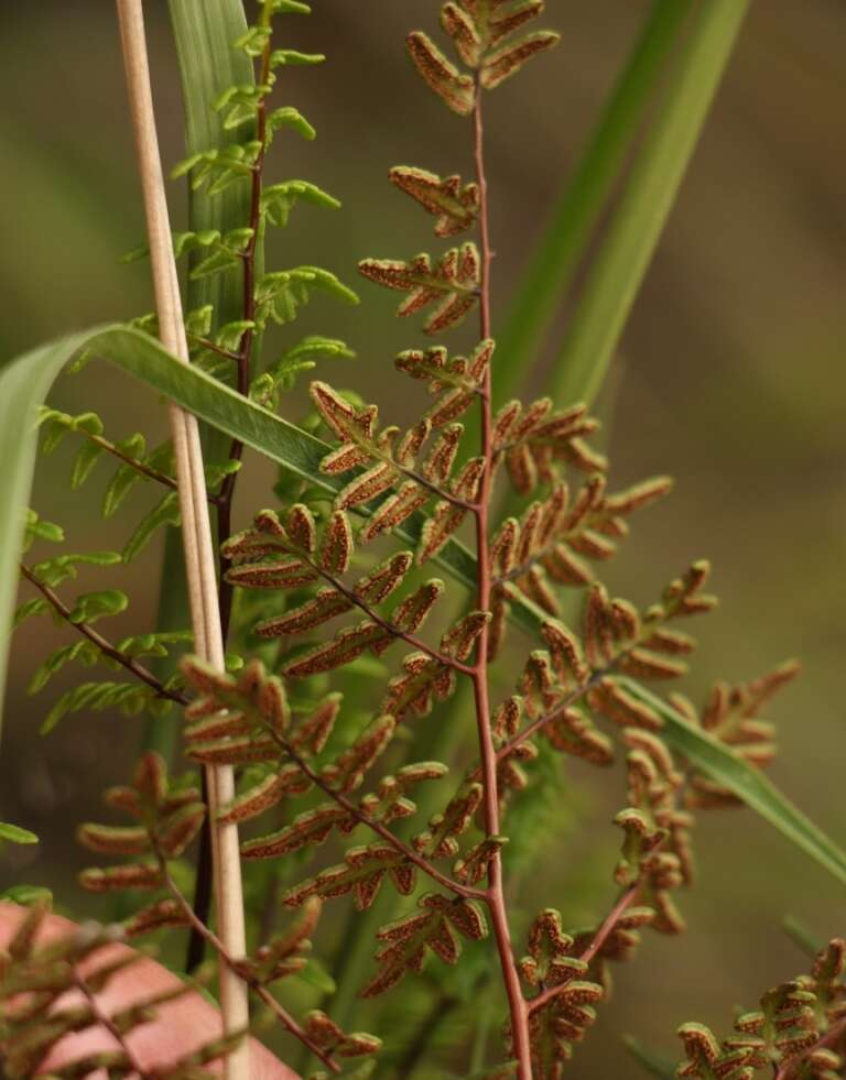 Imagem de Cheilanthes quadripinnata (Forsk.) Kuhn