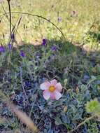 Image of Abutilon terminale (Cav.) A. St.-Hil.