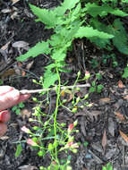 Image of California bee plant