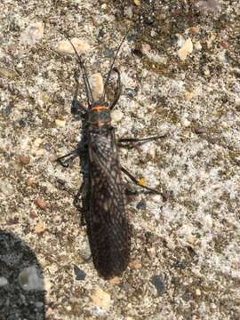 Image of American Salmonfly