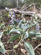 Image of sky-blue lupine