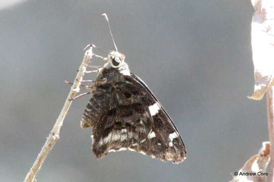 Image de Codatractus arizonensis Skinner 1905