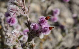 Image of Erica bruniades L.