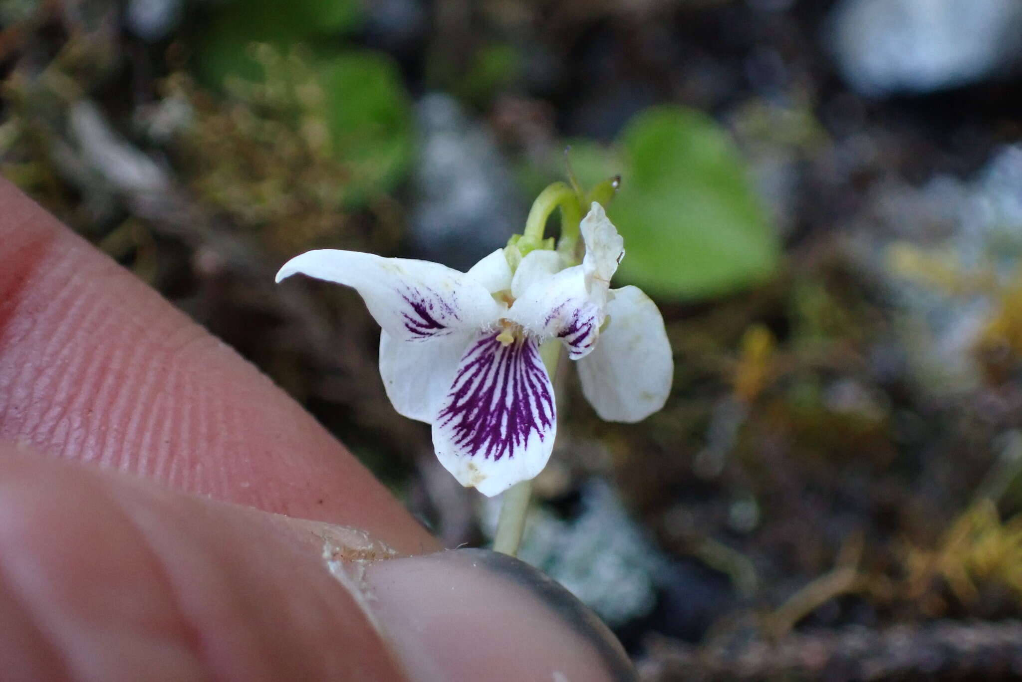 Image of Viola lyallii Hook. fil.