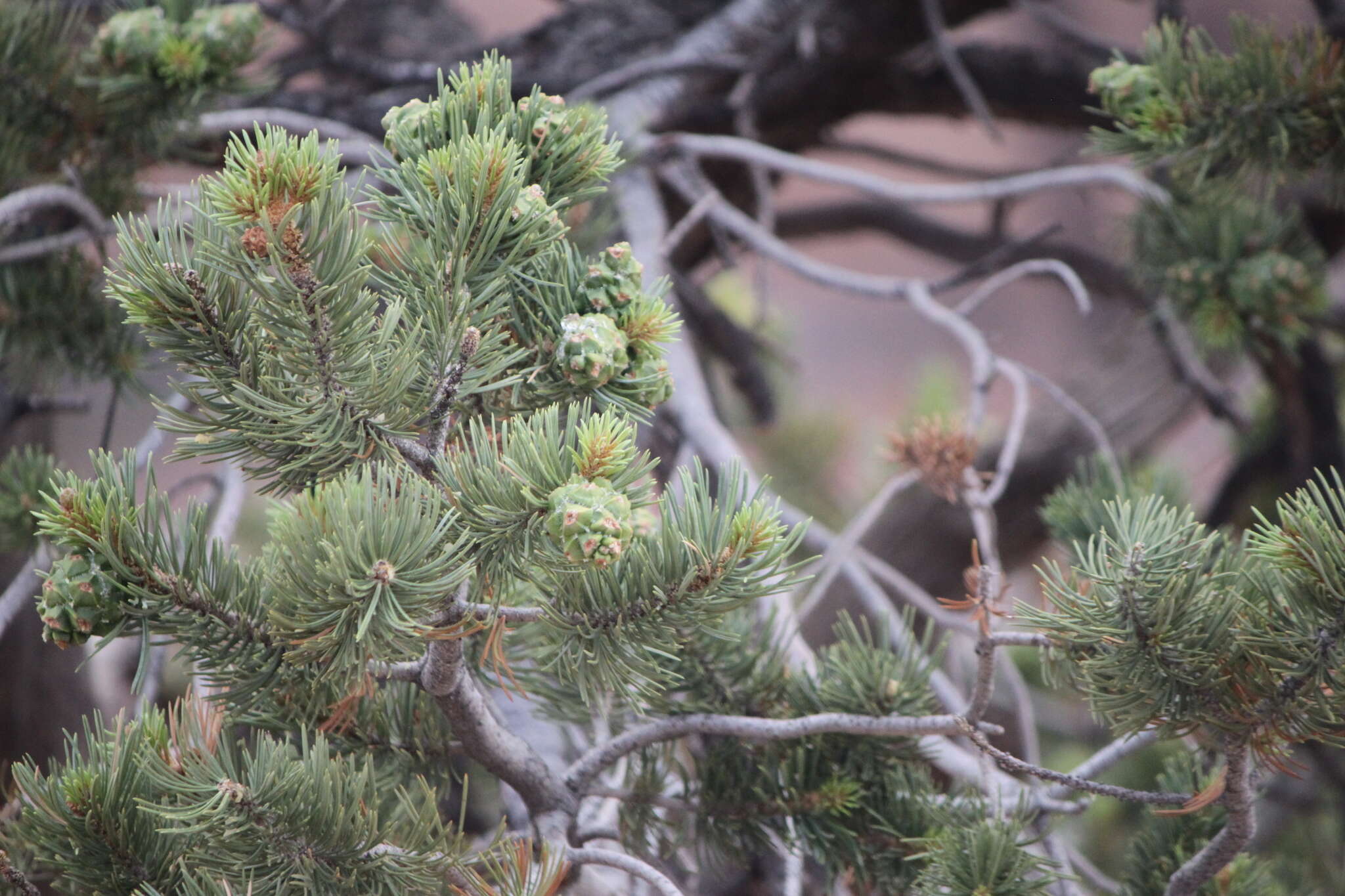 Image of Colorado Pinyon