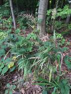 Image of Eastern Bottle-Brush Grass