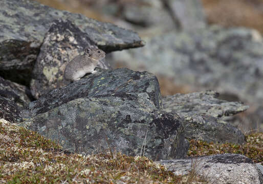 Image of Collared Pika