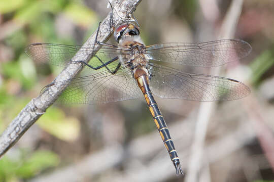 Image of Florida Baskettail