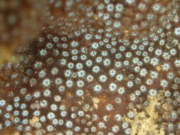 Image of Thorn Coral