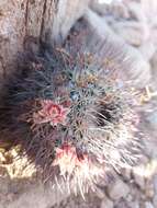 Image de Mammillaria johnstonii Orcutt