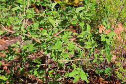 Image of Afrocanthium gilfillanii (N. E. Br.) Lantz