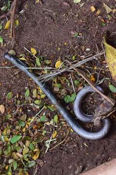 Image of Mertens'  Worm Lizard