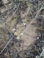 Image of Aurinia uechtritziana (Bornm.) Cullen & T. R. Dudley