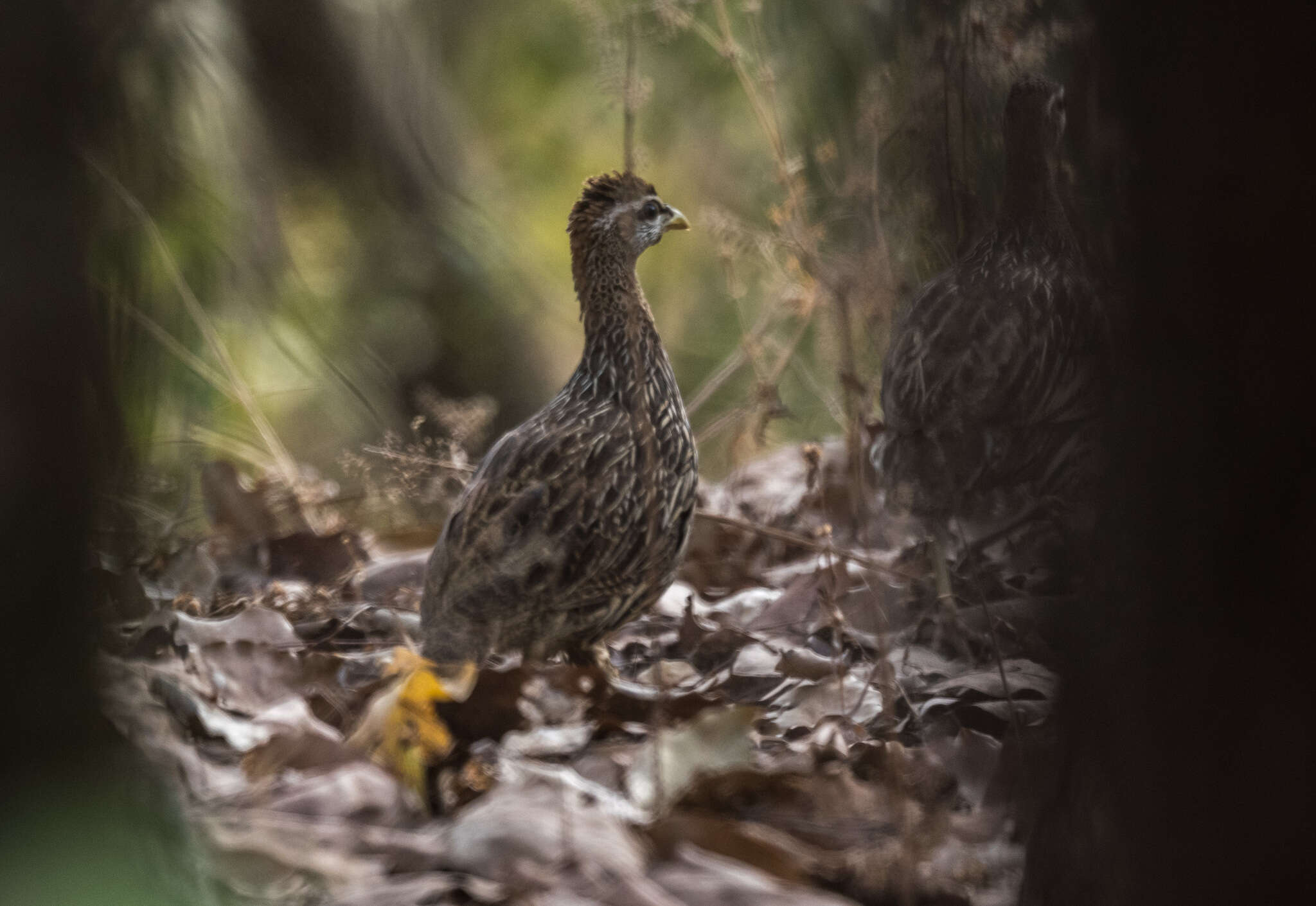 Image of Double-spurred Francolin