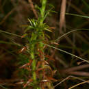 Image of Paepalanthus fluviatilis