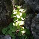 Image of Asarum sieboldii Miq.