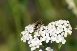 Image of Eristalis brousii Williston 1882