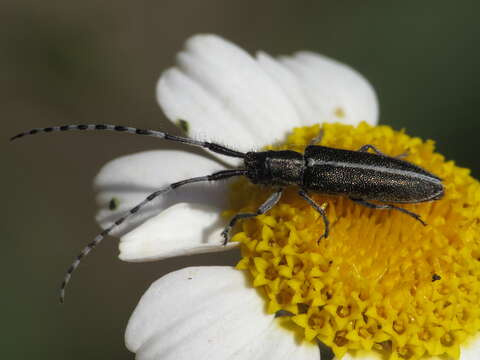 Image of Agapanthia suturalis (Fabricius 1787)