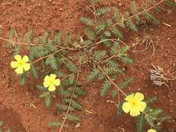 Image of Tribulus pentandrus var. pterophorus (Presl) P. Singh & V. Singh