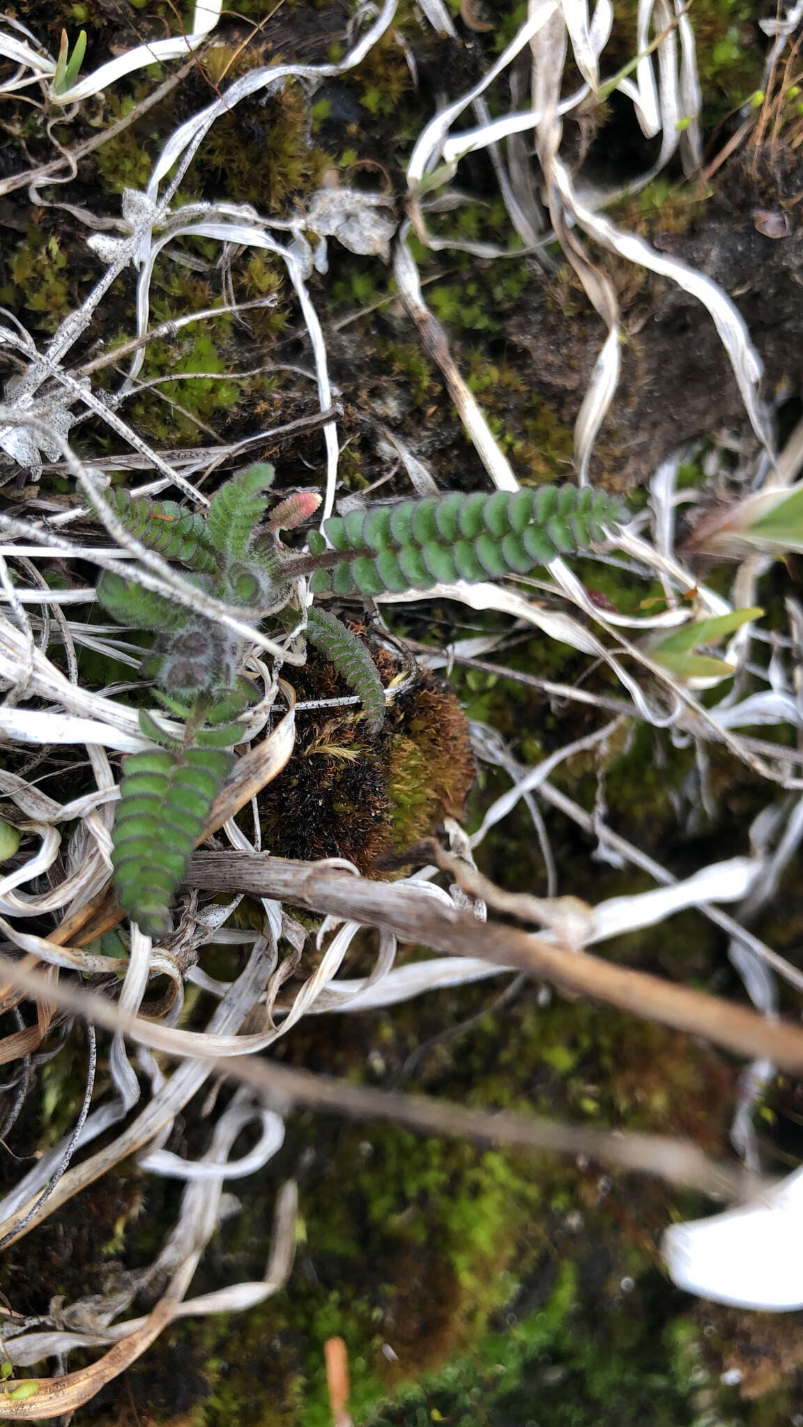 Image de Polemonium pulcherrimum subsp. lindleyi (Wherry) V. Grant