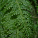Image of winged bristle fern