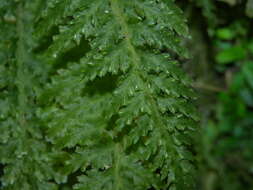 Image of winged bristle fern