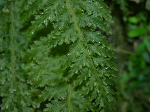 Image of winged bristle fern