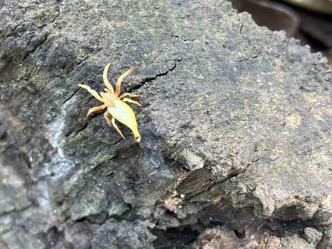 Image of Arachnura angura Tikader 1970