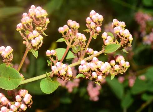 Plancia ëd Heteropterys palmeri Rose