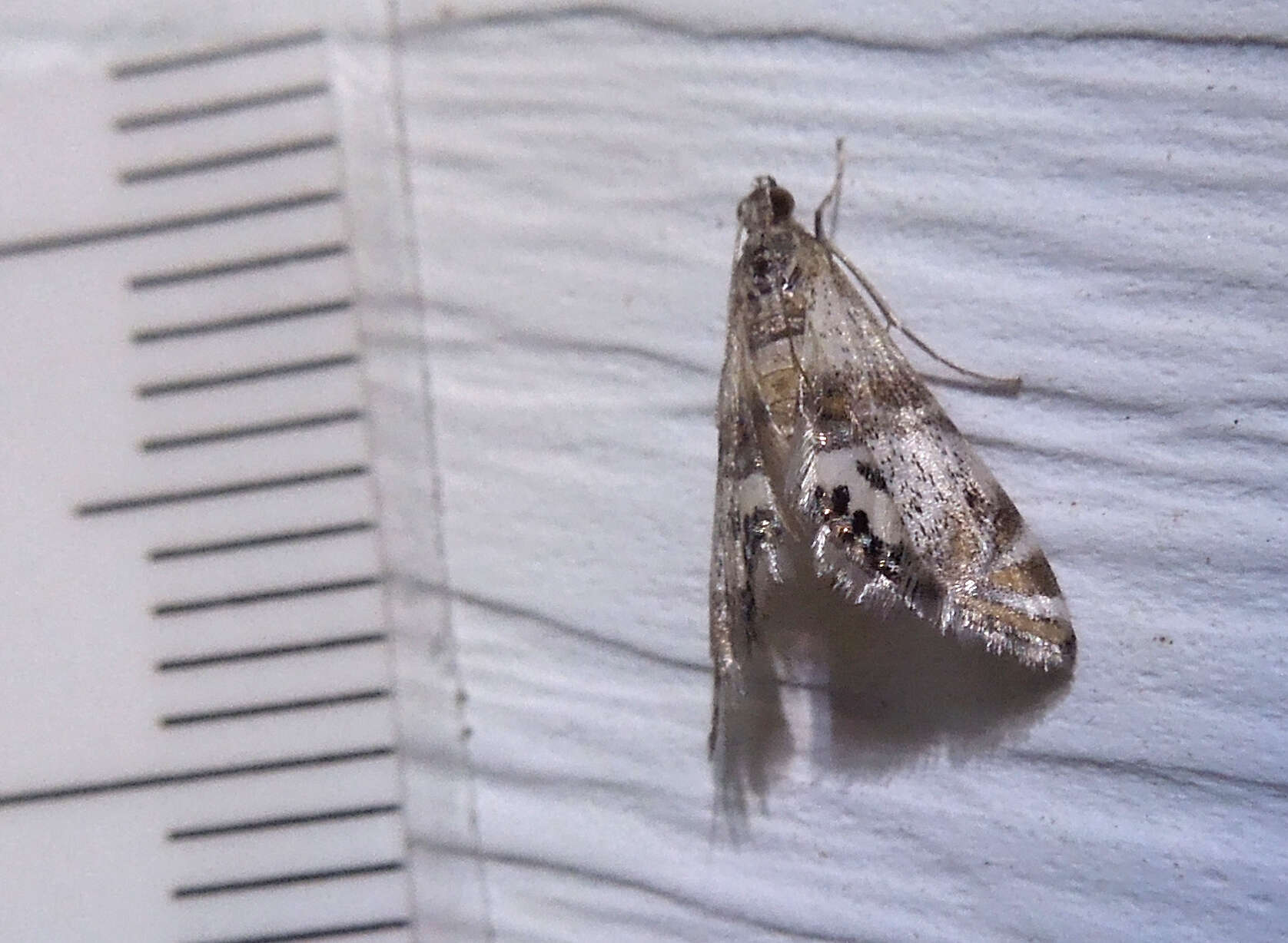 Image of Two-banded Petrophila