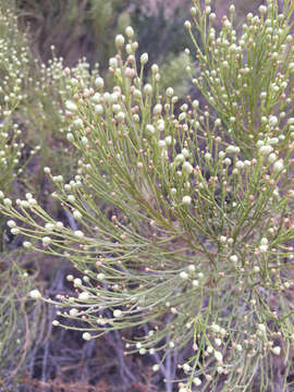 Image of desertbroom