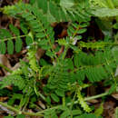 Sivun Astragalus pelecinus subsp. pelecinus kuva