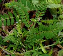 Image of Astragalus pelecinus (L.) Barneby