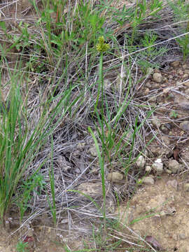 Слика од Cyperus fendlerianus Boeckeler